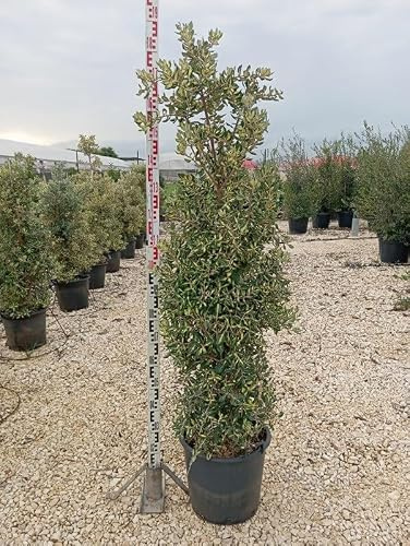 Pianta Metrosideros Excelsa Variegato