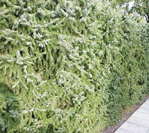 Müller Münchehof GmbH Serbische Heckenfichte Wurzelware im 25er Bündel Größe 40 bis 60 cm