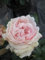 Rosa Giardina - Synonym L'Alhambra - Kletterrose - Nostalgierose - Tantau-Rose