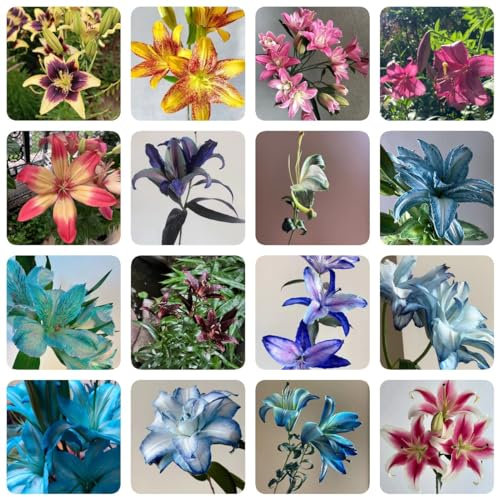 10 pcs lilien zwiebeln winterhart, Riesenlilien Baumlilien, blumenzwiebeln frühblüher, mini geschenke (Lilium brownii) topfpflanzen echt, geschenke für pflanzenliebhaber balkonpflanzen,