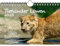 Tierkinder Löwen DIN A5 Kalender für 2025 Löwenbabys - Seelenzauber