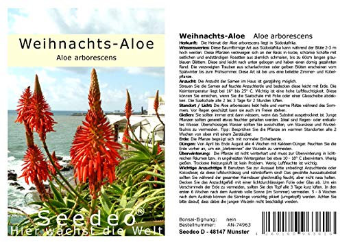 Seedeo® Weihnachts-Aloe (Aloe arborescens) 10 Samen