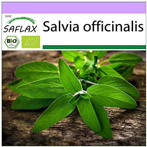 SAFLAX - BIO - Salvia - 60 semi - Salvia officinalis