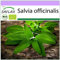 SAFLAX - Ecológico - Salvia - 60 semillas - Salvia officinalis