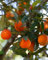 Rote Limette von Rangpur oder Limanddin 'Citrus Limonia' - im Topf: Ø 22 cm - H. 80/90 cm