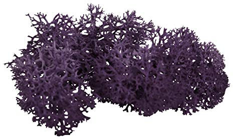 sphagnum-shop.com Echte Rentierflechte in Aubergine 200 gr für Modellbau Basteln Deko Islandmoos konserviert