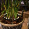 LED Solar Blumentopf Beleuchtung mit 8 Funktionen - 5er Set - Pflanzkübel Deko Leuchte warm weiß - Garten Beleuchtung Pflanzenstrahler Blumenkübel Solarleuchte Spotlight