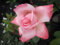 Edelrose - Rosa Arioso ® - Teehybride - Duftrose der Provence - Duft++++ - Meilland-Rose