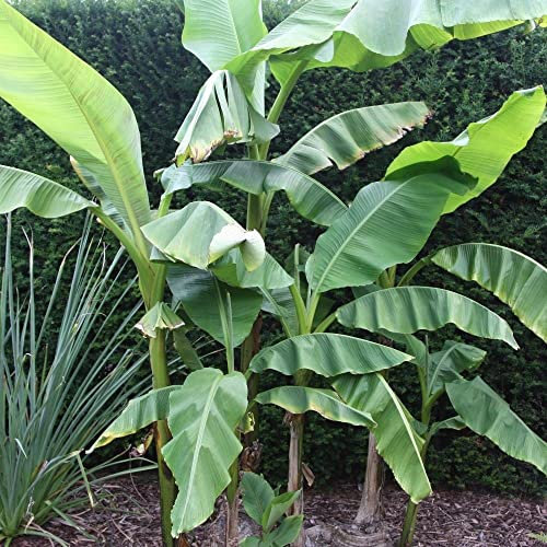 Plant Theory Musa Basjoo Japanese Banana Shrubs 2 Litre Pot