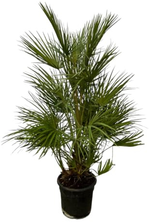 Trendyplants - Chamaerops Humilis Strauch - Höhe 120-140 cm - Europäische Zwergpalme - Winterhart - Gartenpflanze - Topfgröße Ø24cm