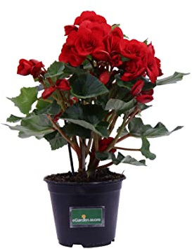 Pianta di Begonia Elatior pianta da interno pianta fiorita in vaso pianta ornamentale pianta da arredo pianta da appartamento pianta vera venduta da eGarden.store (Rosso)