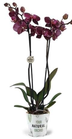 Phalaenopsis Orchid Plant - Red Blooms Variety Montpellier Spectacular Blooms - Real Live in 12 cm Pot