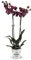 Phalaenopsis Orchid Plant - Red Blooms Variety Montpellier Spectacular Blooms - Real Live in 12 cm Pot