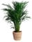 Happy Plants Areca Palm Goldpalme/Dypsis Lutescens - Zimmerpflanzen Groß - luftreinigende pflanzen - inkl. Blumentopf - Frisch aus der Gärtnerei (mit Topf, 100 cm)