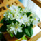 usambaraveilchen pflanze kaufen samen seltene pflanzen, wohnzimmer deko usambaraveilchen samen balkonpflanzen, winterharte kübelpflanzen gartenblumen, zimmerpflanzen samen winterharte 80pcs