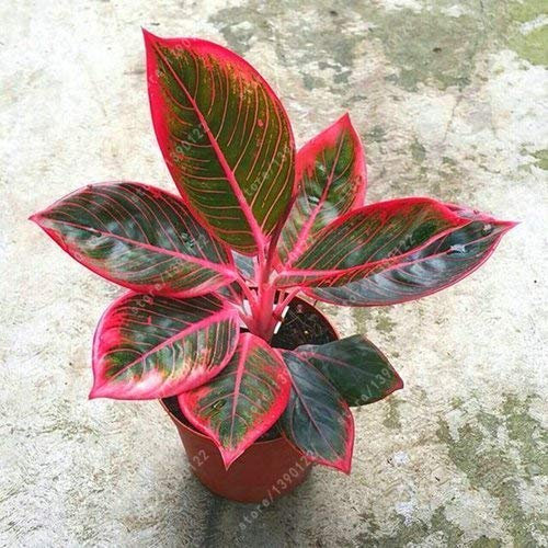 Swansgreen 50 Pcs/Bag Aglaonema 'Pink Dud', Beautiful Mosaic Plants Perennial Evergreen Trees Flower Seeds, Houseplant Home Garden Potted 9