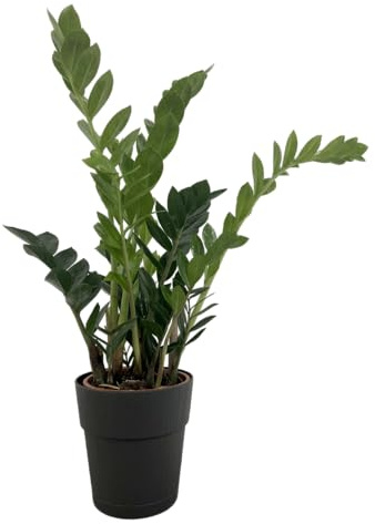 Zamioculcas Zamiifolia - Pianta Vera da Interno 60 cm - Vaso 17 cm - Resistente e Purificatrice d’Aria (Nero)