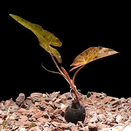 Zoomeister - 10 Rote Tigerlotus-Knollen M. Antrieb (Nymphaea Lotus)