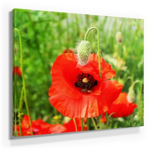 Mohnblume mit Biene als Leinwandbild, 80x80cm groß und 9 weitere wunderschöne Mohnblumen Bilder als Wandbild in 7 Formaten. Ideal als Dekobild für alle Zimmer. Fertig aufgespannt auf Holzrahmen