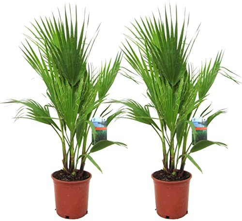 Plant in a Box - Washingtonia Robusta - Set di 2 - Palma messicana - Vaso 15cm - Altezza 70-90cm