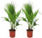 Plant in a Box - Washingtonia Robusta - Palmier Mexicain - Set de 2 - Pot 21cm - Hauteur 70-90cm