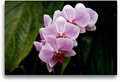 Premium Textil-Leinwand 45 x 30 cm Quer-Format Rosa Orchideen, Leinwanddruck von SchnelleWelten
