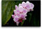 Premium Textil-Leinwand 45 x 30 cm Quer-Format Rosa Orchideen, Leinwanddruck von SchnelleWelten