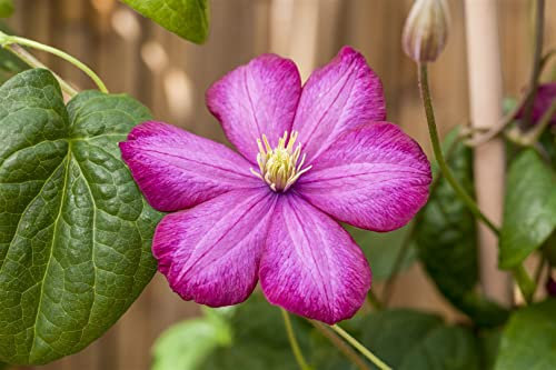 Clematis Hybride 'Ville de Lyon' 80-100 cm - Waldrebe, karminrote Blüten, Blütezeit Juni-September, ideal für Rankgerüste, pflegeleicht und winterhart