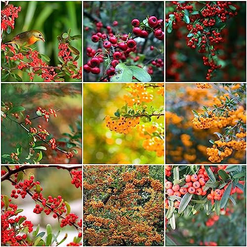 200 pcs feuerdorn pflanze winterhart samen - säulenobst bonsai topf,Pyracantha fortuneana, obstsamen luftreinigende zimmerpflanzen obst frisch bio saatgut obstbäume winterharte kübelpflanzen