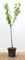 Prunus domestica 'Opal' 150-200 cm - Pflaume, süße Früchte, Erntezeit August, ideal für Obstgärten, selbstfruchtend, winterhart