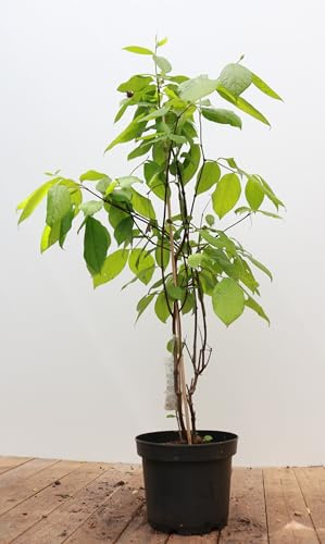 Gewürzstrauch 40-60 cm Topf Calycanthus floridus winterhart duftend | Calycanthus floridus, breit buschig, rotbraune duftende Blüten Mai-Juni, sonnig bis halbschattig, Duftgarten