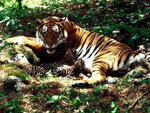 OZLHSP Puzzle 1000 Teile Weltkarte Tiger Große Tiere 75x50cm