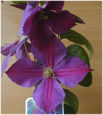 Waldrebe Clematis Star of India 60-100m hoch