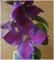 Waldrebe Clematis Star of India 60-100m hoch