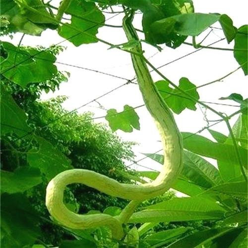 Lila: Eine Verpackung 20 Stücke Luffa Schwamm Kürbis Samen Gemüse Luffa Diy Pflanze Hause Hinterhof Sementes Schöne Blumensamen