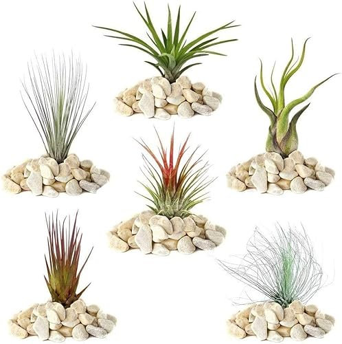 Mélange Réel de 4 Plantes Tillandsia GardenersDream - 5 Pièces de Tillandsia Air - Plantes de Terrarium - Plantes Décoratives - Plantes d'Intérieur Purifiantes - Plante Interieur Naturelle