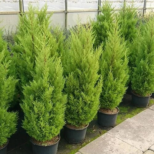 Cupressus macrocarpa Wilma - Zypresse Wilma - 80-100cm