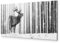 murando Akustikbild Tiere Bilder Akustikschaum Hochleistungsschallabsorber Schallschutz Leinwand 1 tlg Wandbild Raumakustik Schalldämmung Hirsch Wald Wild c-B-0521-b-a
