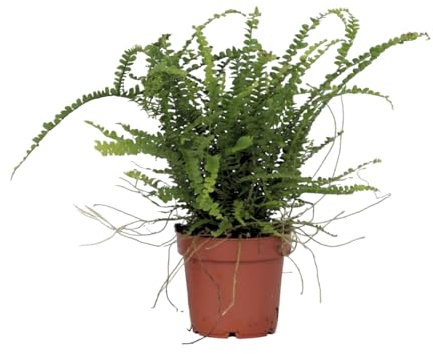Plant in a Box - Helecho espada - Nephrolepis Duffii - Altura 25-40cm - Pot 12cm - Planta de interior - Verde