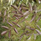 Schwarzer Holunder 'Gerda' - Sambucus Nigra Black Beauty (= 'Gerda') - 40-50 cm Topf - Dunkles Laub und attraktive Beeren
