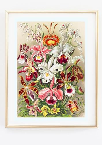 Din A4 Kunstdruck ohne Rahmen - Ernst Haeckel - Orchidee Orchideen - Schaubild Retro Vintage - Deko Geschenk Druck Poster Bild