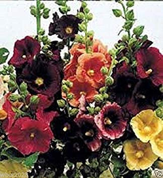 Graines Paquet: 25 Happy Mix lumières trémière Graines, Blanc, Jaune, Rouge, Violet, et Rose! Monofloraux
