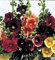 Graines Paquet: 25 Happy Mix lumières trémière Graines, Blanc, Jaune, Rouge, Violet, et Rose! Monofloraux