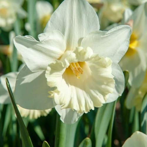 Plant in a Box - Narcissus Mount Hood x15 - Narzisse Zwiebeln - Mehrjährige winterharte Blumenzwiebeln für Garten, Terrasse oder Balkon