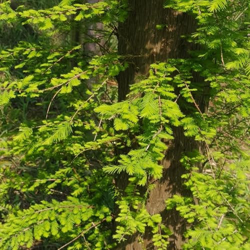350 pz Semi di sequoia primordiale - impianti resistenti all'inverno per contenitori, Metasequoia Glyptostroboides - regali sostenibili per le donne, piantare piante d'appartamento