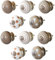 Knober Set Möbelknäufe Coffee Braun weiß Punkte Streifen Shabby-Chic 10 Stück (Cafe Latte)