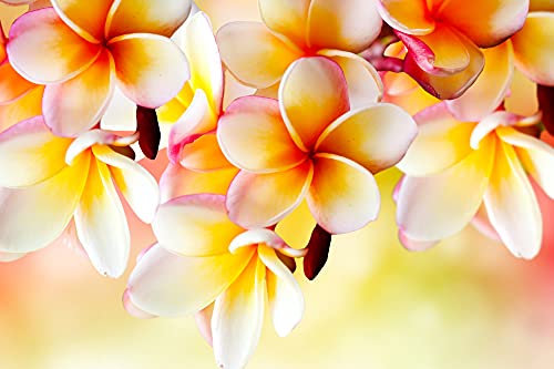 Papier Peint Photo INTISSÉ-FLEURS-500x280 cm-(2688AE)-Roses Orchidées Nature Plantes Fleur Frangipanier Colle Inclus Mural Décor Motif Poster Géant Stickers Muraux Optique Moderne Fond Effet XXL