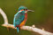 Holz-Bild 50 x 30 cm: Eisvogel (Alcedo atthis) aus nächster Nähe (125205348)