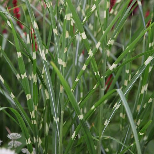 Plant Theory Zebrinus Zebra Grass Miscanthus Sinensis Outdoor Ornamental Plant 2L Pot