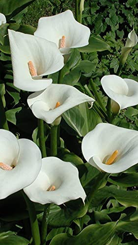 Bulbos de cala blancos gigantes, como una planta rara y preciosa, bulbos de cala coloridos, -1,6bulbis